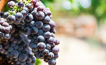 Clusters of red grapes. Harinanda Kumar@unsplash