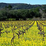 Grape vines. Tyke Jones@unsplash