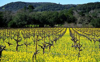 Grape vines. Tyke Jones@unsplash