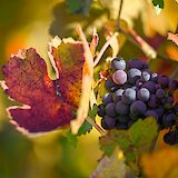 Stunning Fall colors. Zetong Li@unsplash