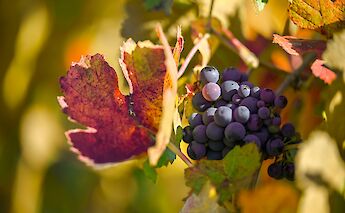 Stunning Fall colors. Zetong Li@unsplash