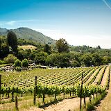 Vineyards and rolling hills. Trent Erwin@unsplash