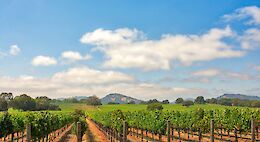 Napa to Sonoma - Luxury Food & Wine Bike Tour