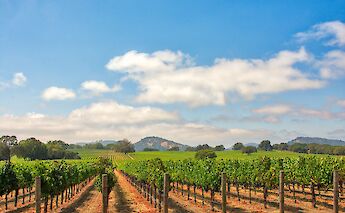 Vineyard. Adobe Stock.