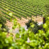 Vineyard. Getty Images@unsplash