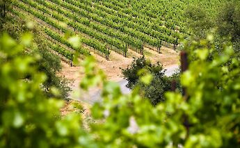 Vineyard. Getty Images@unsplash
