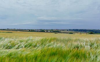 Classic Cornish farmland.  Brian Aitkenhead@unsplash