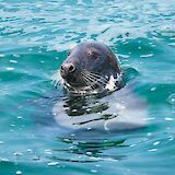 A grey seal pops up in Cornwall's clear coastal waters.  Amee Fairbank Brown@unsplash