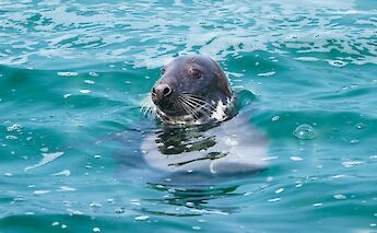 A grey seal pops up in Cornwall's clear coastal waters.  Amee Fairbank Brown@unsplash