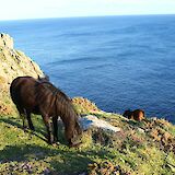 Ponies grazing along the coast, Cornwall.  lasma artmane@unsplash