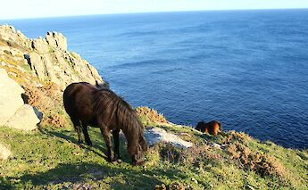 Ponies grazing along the coast, Cornwall.  lasma artmane@unsplash