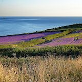 Wildflowers in bloom, Cornwall. Les Attridge@unsplash