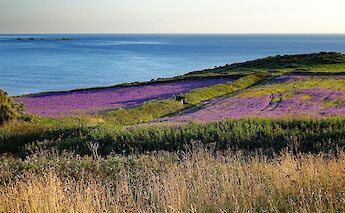 Wildflowers in bloom, Cornwall. Les Attridge@unsplash
