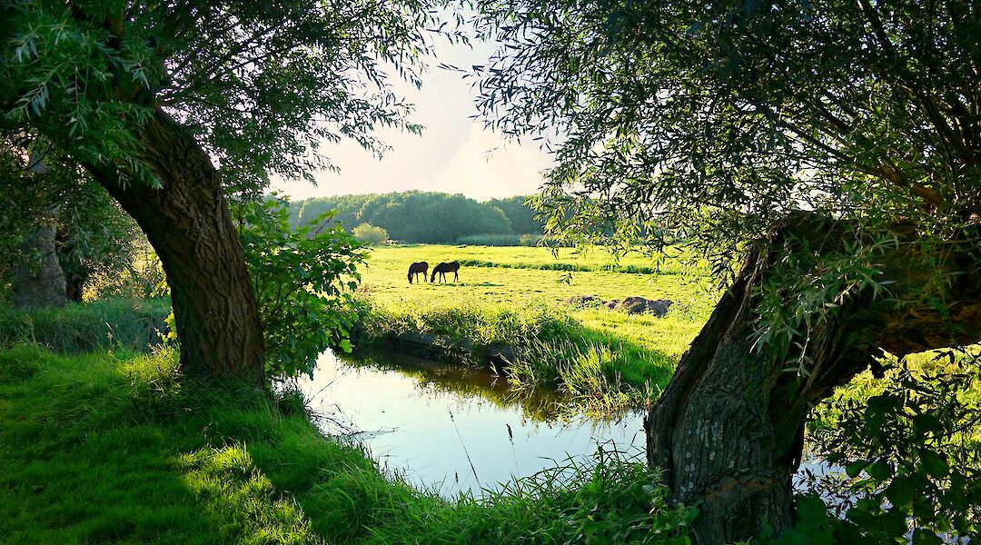 Dutch countryside pasture. Mabelamber@pexels