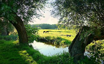 Dutch countryside pasture. Mabelamber@pexels
