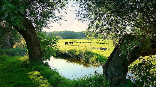 Dutch countryside pasture. Mabelamber@pexels
