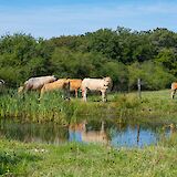 Belgian Countryside Pasture. Coralie Meurice @unsplash