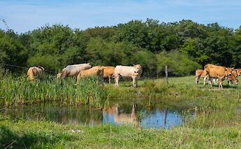 Belgian Countryside Pasture. Coralie Meurice @unsplash