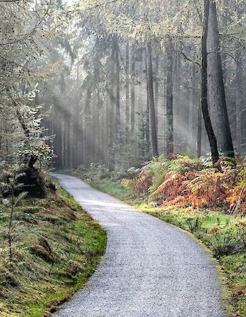 Forest path in Holland ©Tripsite