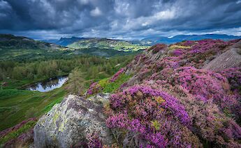 Heather-covered hillside. JonnyGios@unsplash