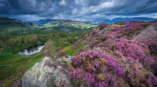 Heather-covered hillside. JonnyGios@unsplash