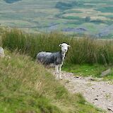 A Herdwick sheep on the path. VeronicaWhite@unsplash