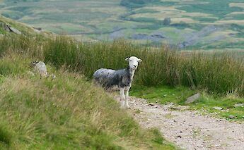 A Herdwick sheep on the path. VeronicaWhite@unsplash