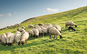 Quintessential lake life. Gettyimages@unsplash