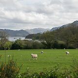 A peaceful pasture scene. VeronicaWhite@unsplash