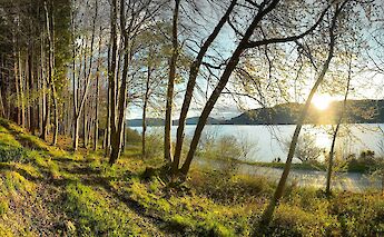 Lochside trail at sunrise. Ben Wicks@unsplash