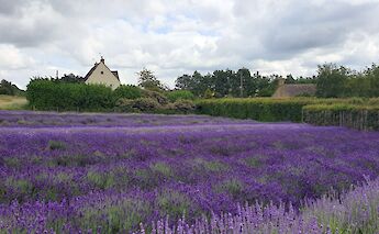 Cotswold lavender fields. David Stratton@unsplash