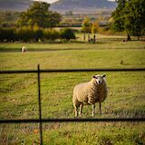 Sheep grazing in a Cotswolds field. StraussWestern@unsplash