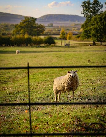 Sheep grazing in a Cotswolds field. StraussWestern@unsplash