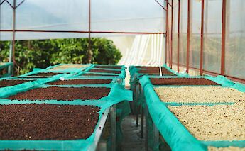 Coffee drying in Da Lat. 1500mcoffee@pexels