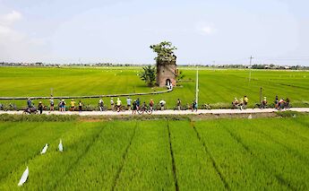 Cycling through expansive rice fields in the countryside. toMBS