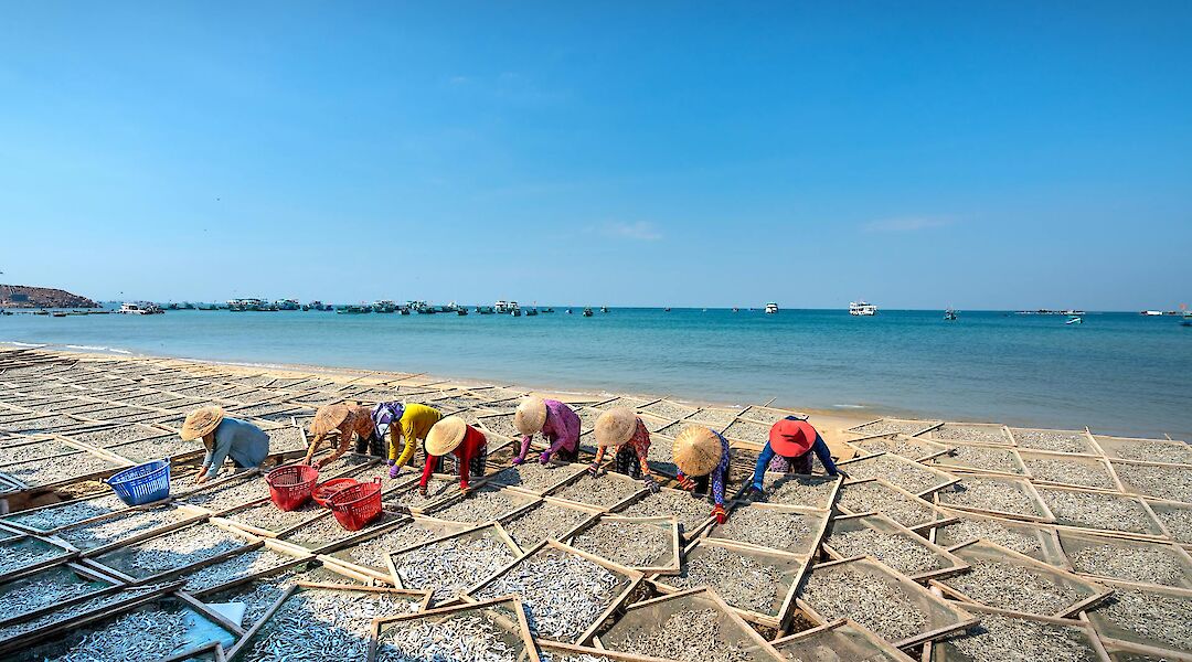 Drying anchovies on the beach. Quang-nguyen-vinh@pexels