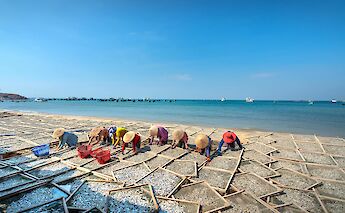 Drying anchovies on the beach. Quang-nguyen-vinh@pexels