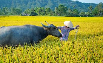 Farmer leading a water buffalo through a rice field. VoVanTiN@pexels