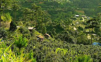 Hillside plots near Da Lat are densely planted with coffee trees. Dongdilac@pexels