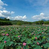 Lotus field in full bloom outside Hoi An. VoVanTiN@pexels