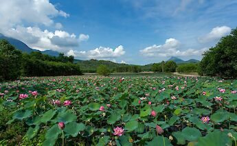 Lotus field in full bloom outside Hoi An. VoVanTiN@pexels