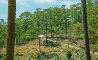 Pine forests outside Da Lat. Hson@pexels