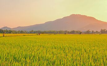 Peaceful rice fields in Quy Nohn. Vubui@pexels