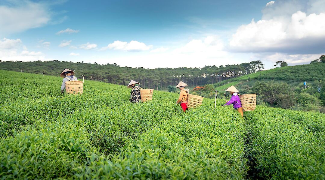 Tea pickers near Da Lat. QuangNguyenVinh@pexels