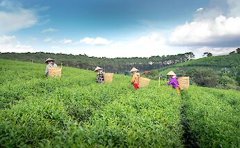 Tea pickers near Da Lat. QuangNguyenVinh@pexels