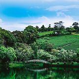 Tea plantations near Bao Loc. Lethangmr@pexels