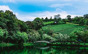 Tea plantations near Bao Loc. Lethangmr@pexels