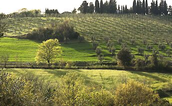 Rolling vineyards and olive groves. c-toIH