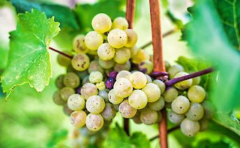 Franconian wine grapes growing in the Main River wine region.. R3fl3ktor@flickr