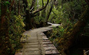 Boardwalk trail through temperate rainforest in Chiloé National Park. Panegyrics of Granovetter@Flickr